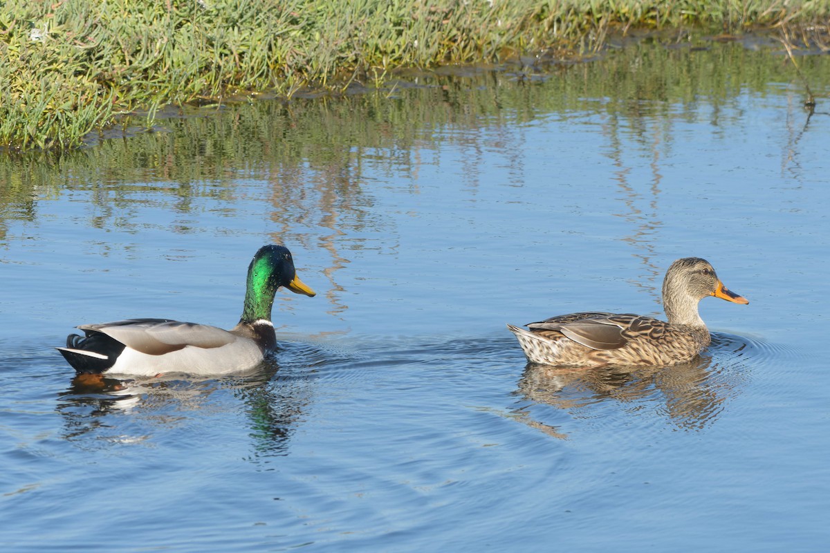 Germano reale - ML645918000