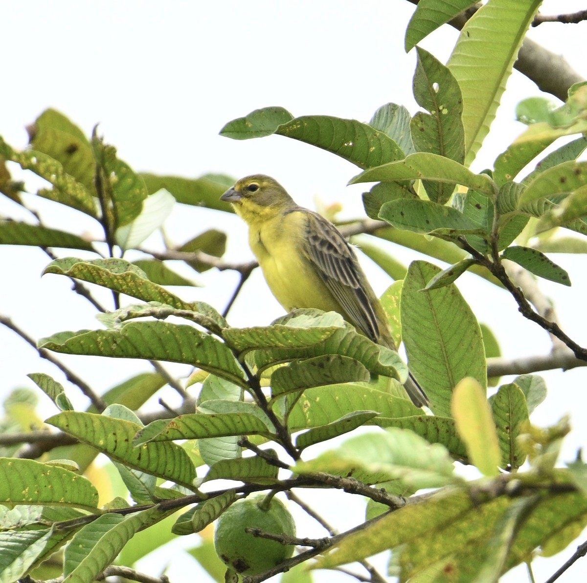 Kurzschnabel-Gilbtangare - ML645918005