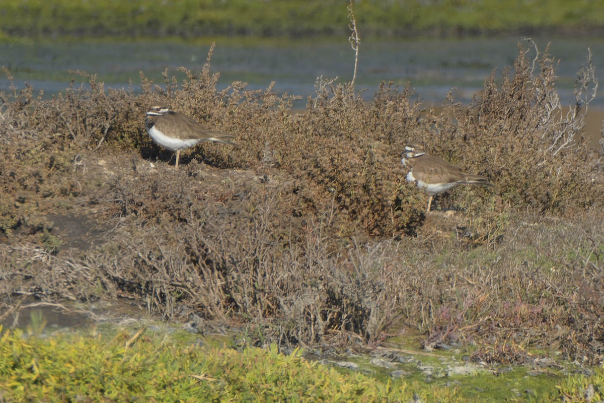Killdeer - ML645918014