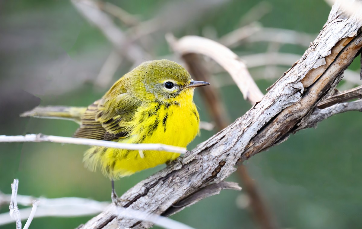 Prairie Warbler - ML645918028