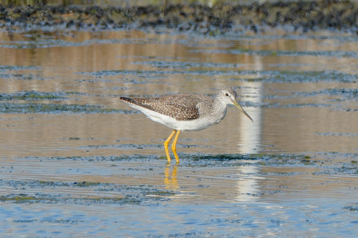 Greater Yellowlegs - ML645918029