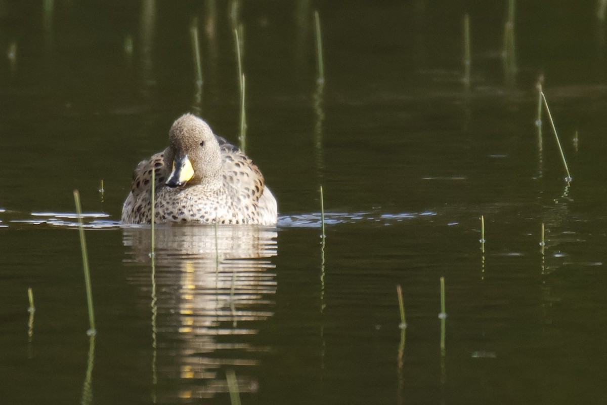 Yellow-billed Teal - ML645918034
