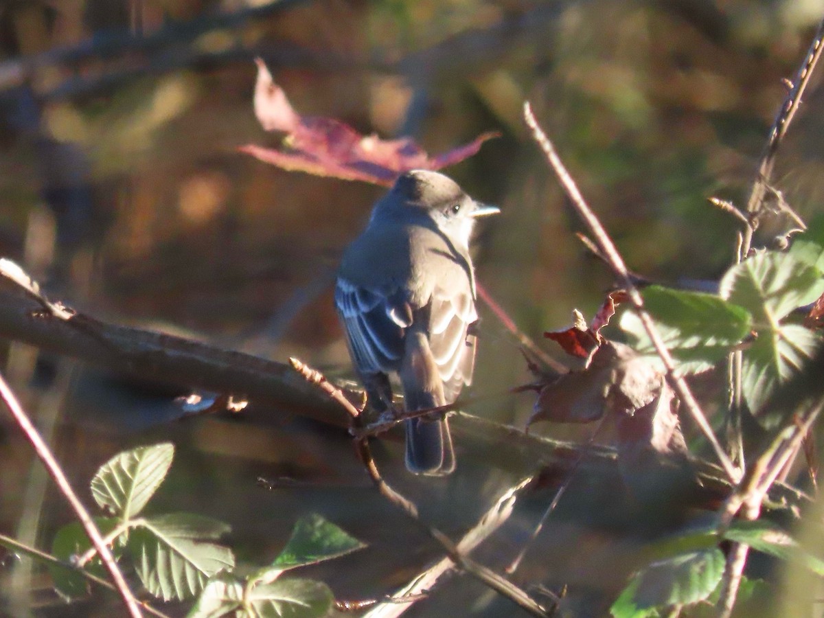 Ash-throated Flycatcher - ML645918042
