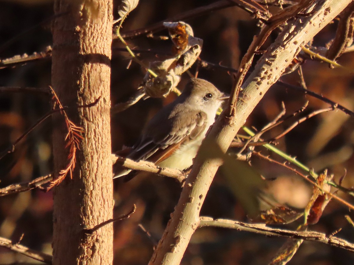 Ash-throated Flycatcher - ML645918043