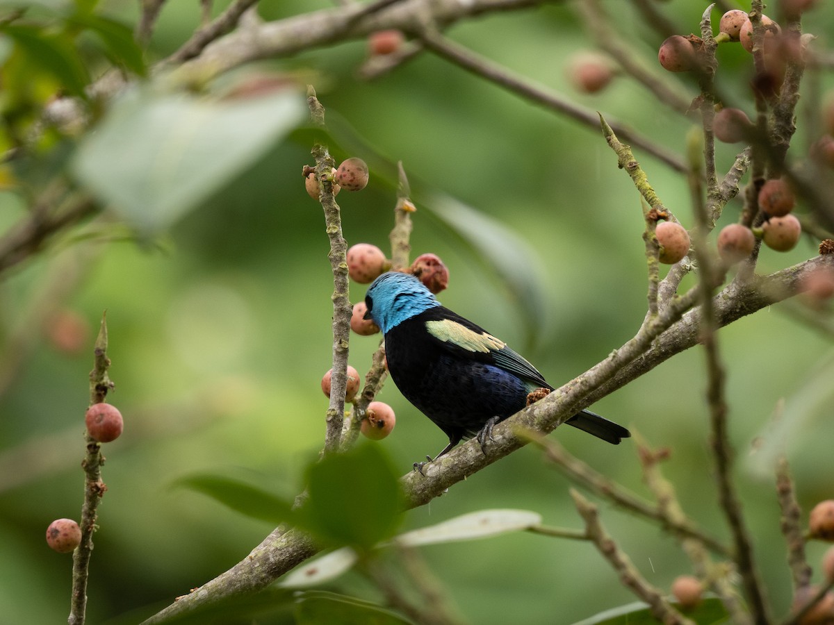 Лазурноголовая танагра - ML645918044
