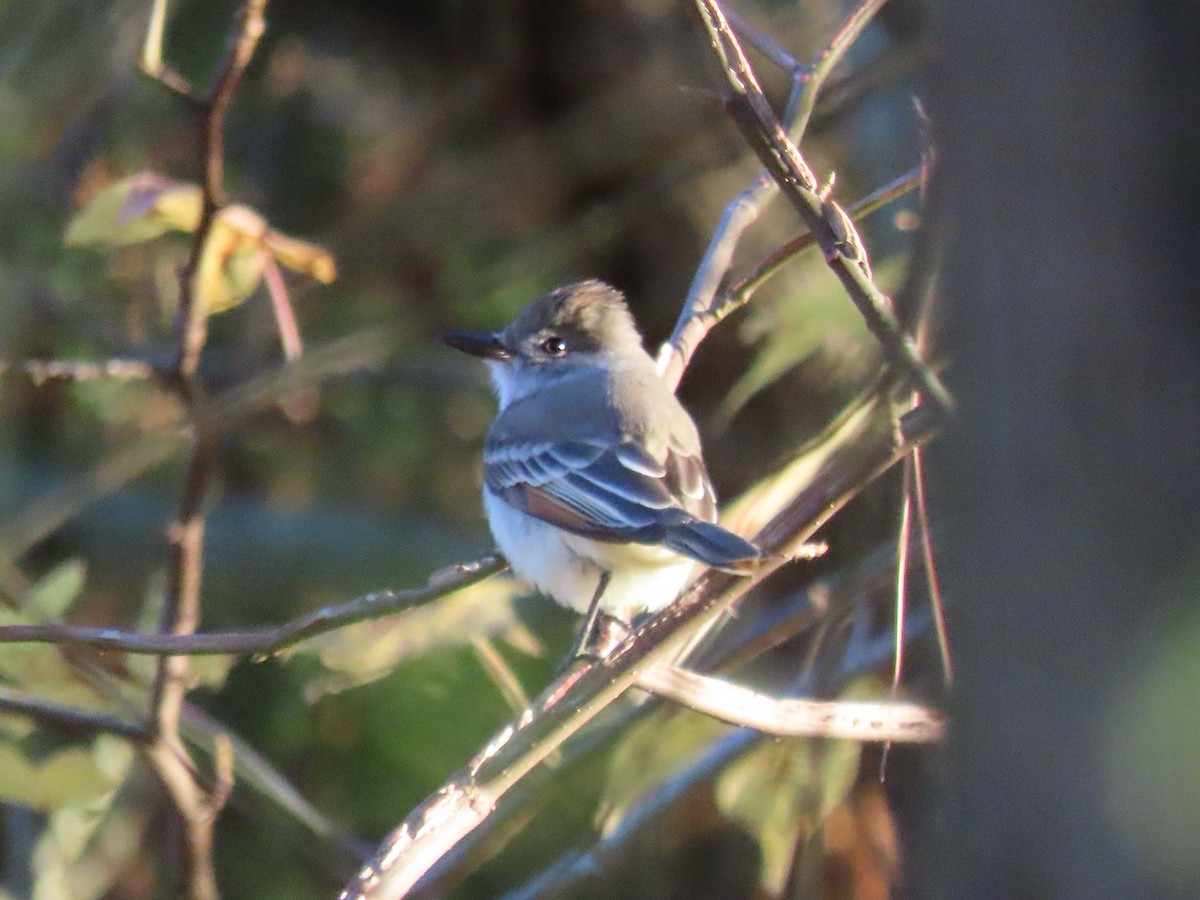 Ash-throated Flycatcher - ML645918046