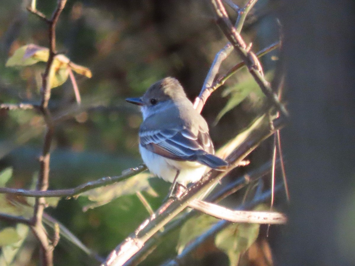 Ash-throated Flycatcher - ML645918047