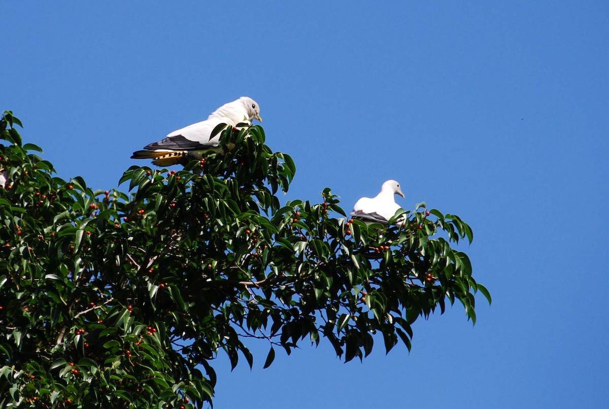 Torresian Imperial-Pigeon - ML645918050