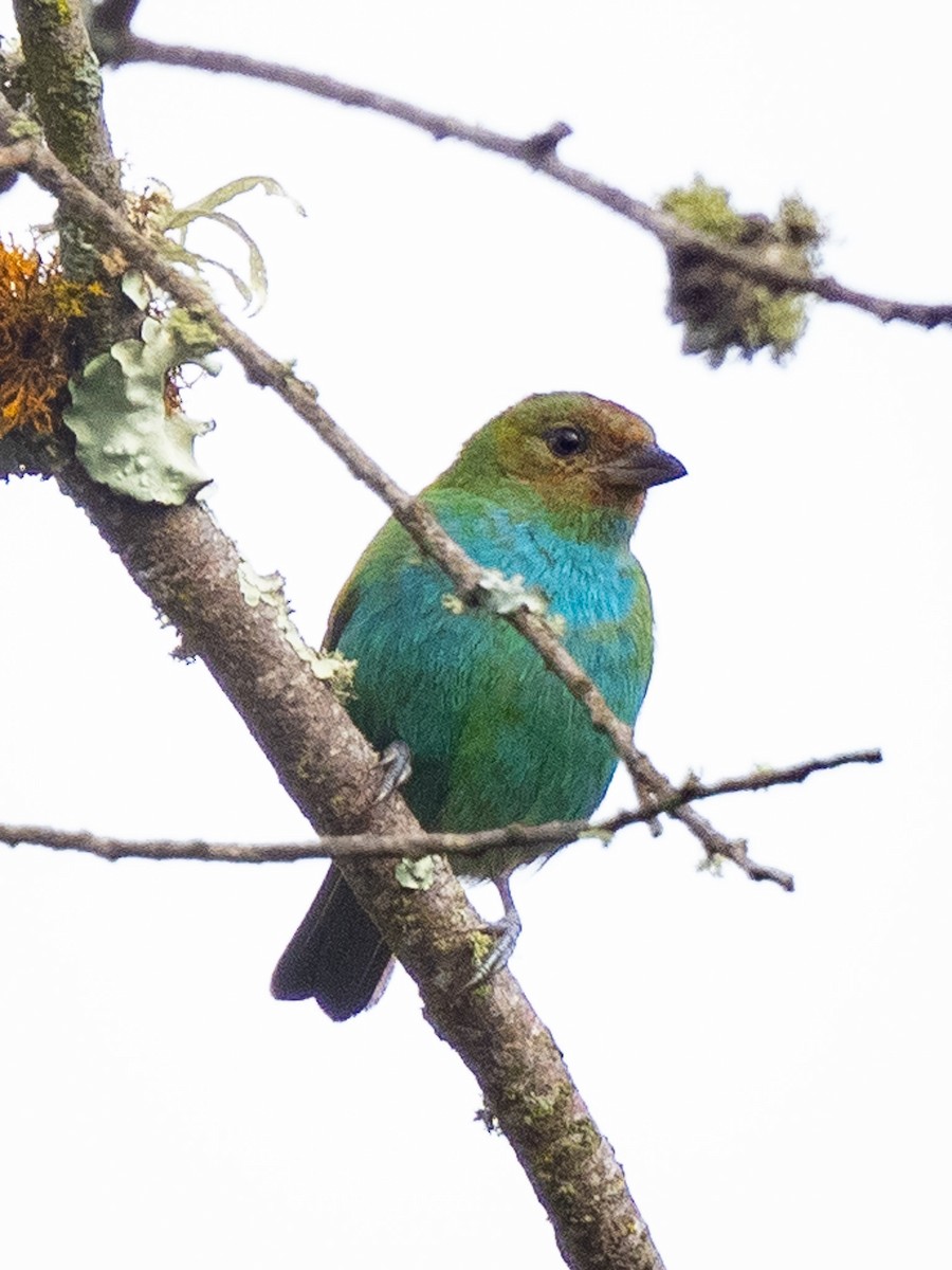 Bay-headed Tanager - ML645918058