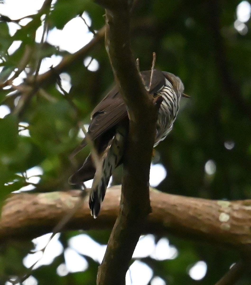 Индийская кукушка - ML645918064