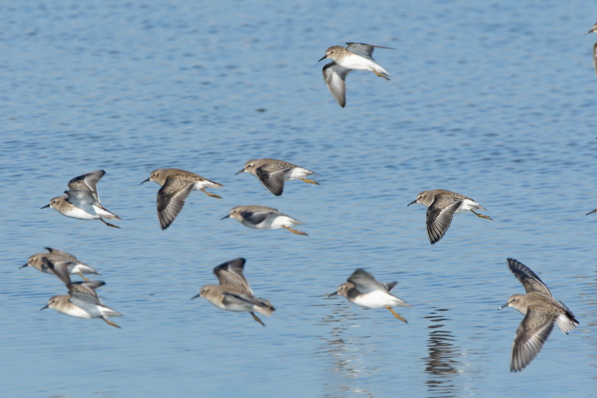 Gambecchio americano - ML645918065