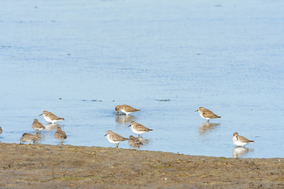 Gambecchio americano - ML645918074
