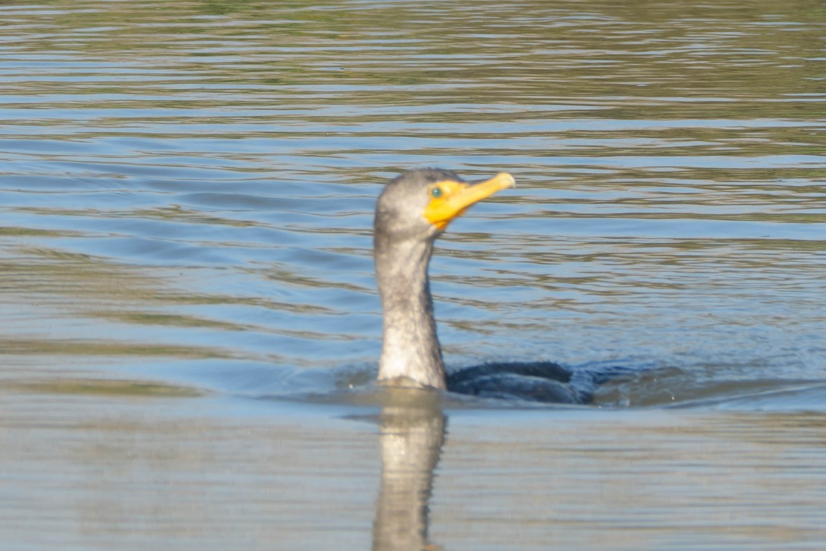 Double-crested Cormorant - ML645918090