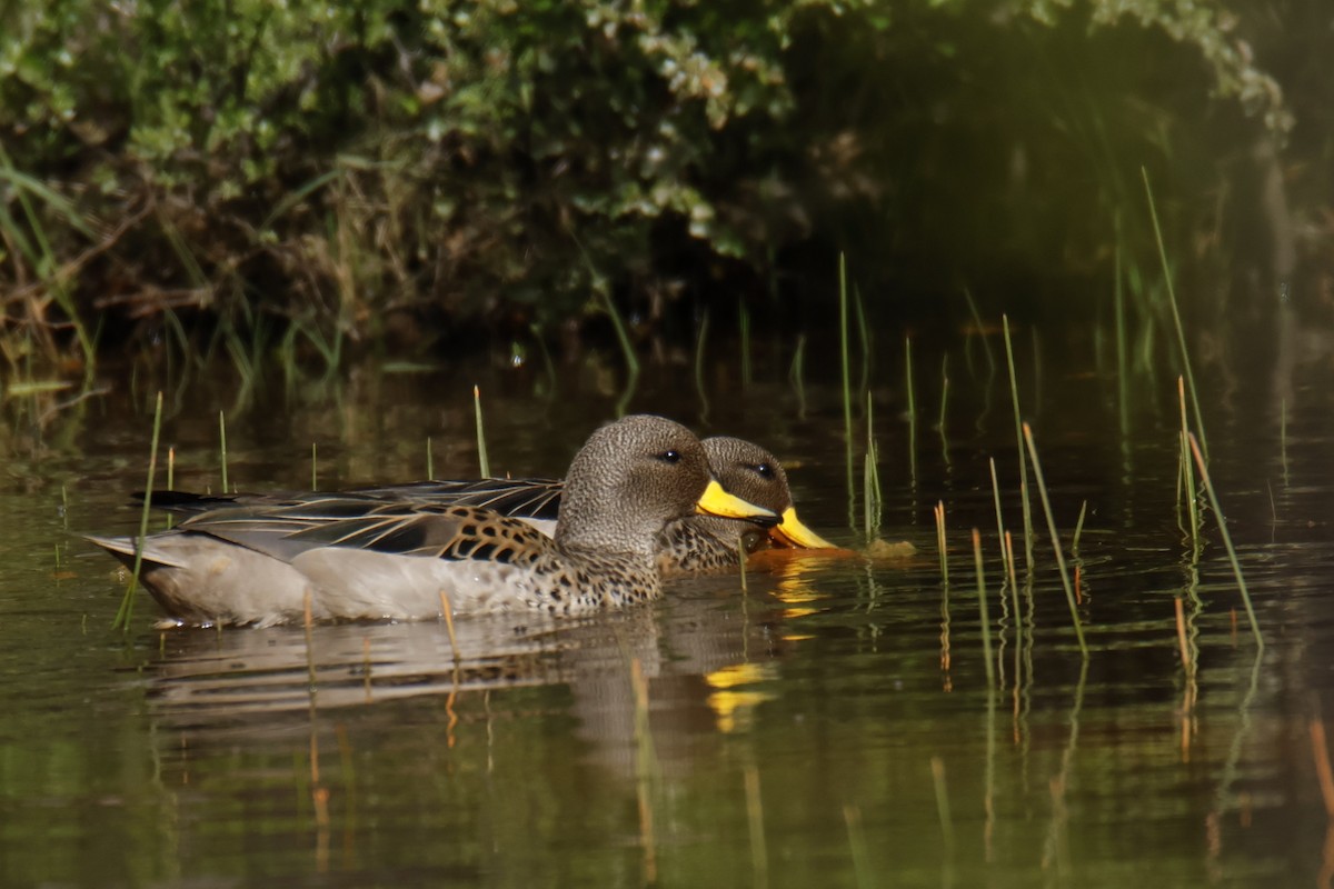 Yellow-billed Teal - ML645918091