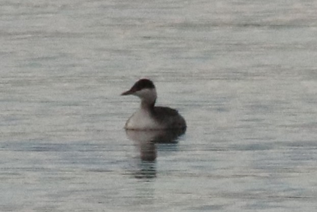 ミミカイツブリ - ML645918098