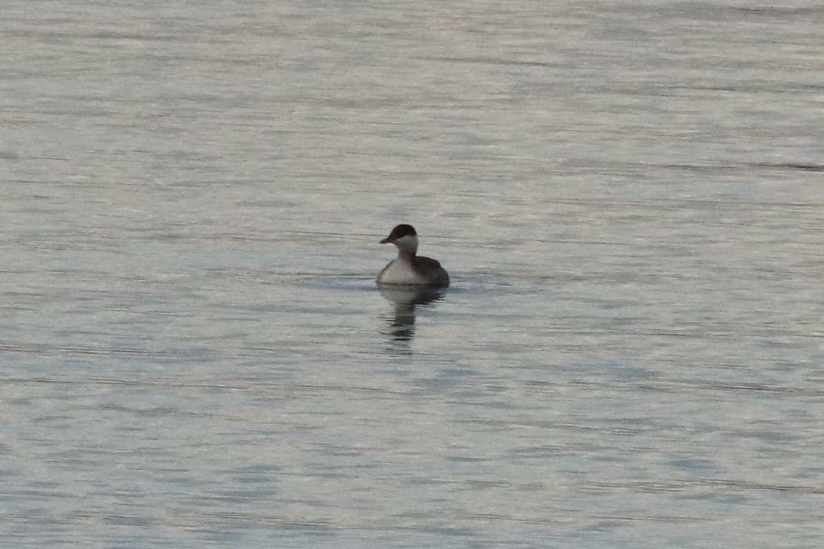 ミミカイツブリ - ML645918099