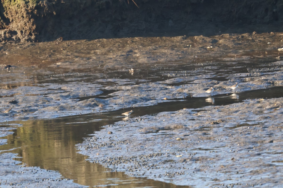 jespák srostloprstý - ML645918100