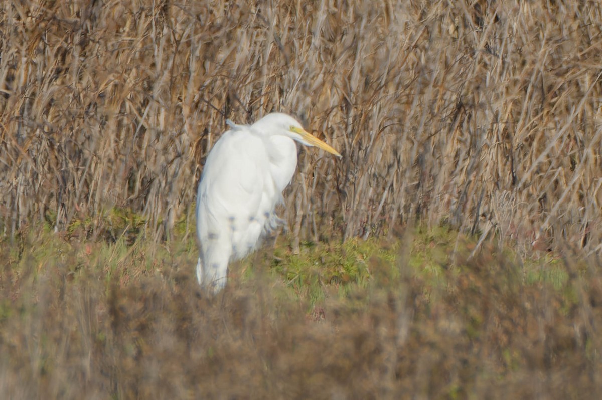 Airone bianco maggiore - ML645918106