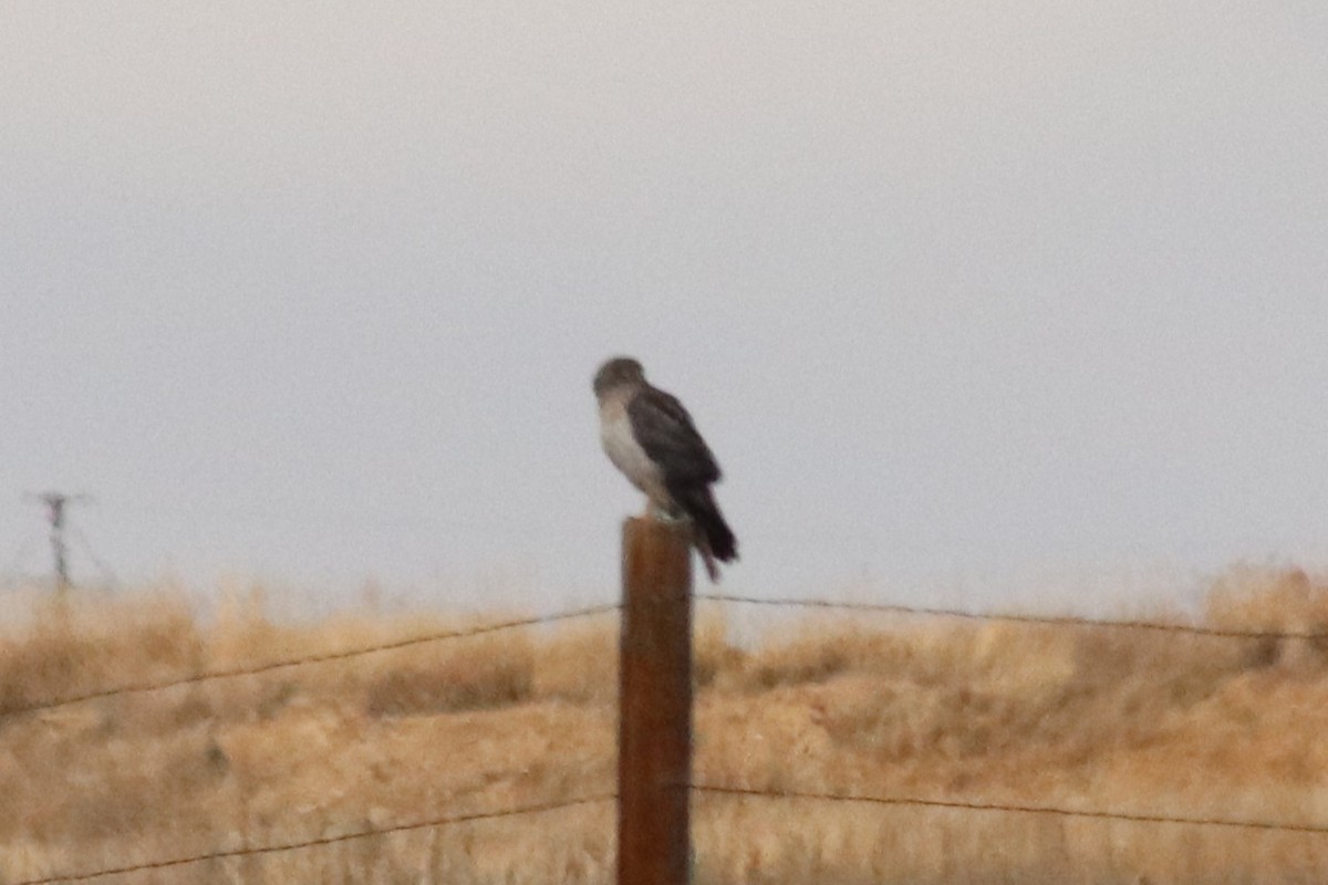 Northern Harrier - ML645918110