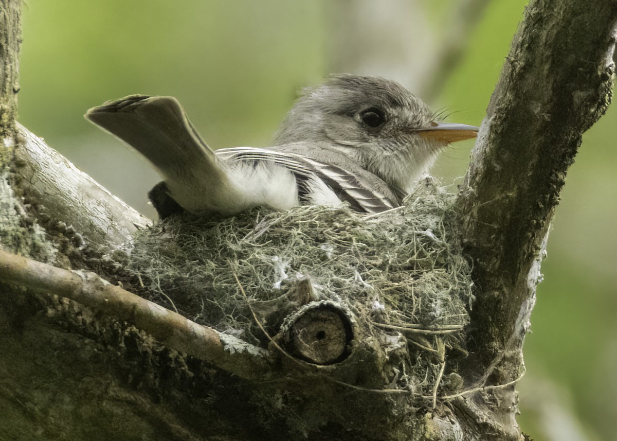 Tumbes Pewee - ML645918111