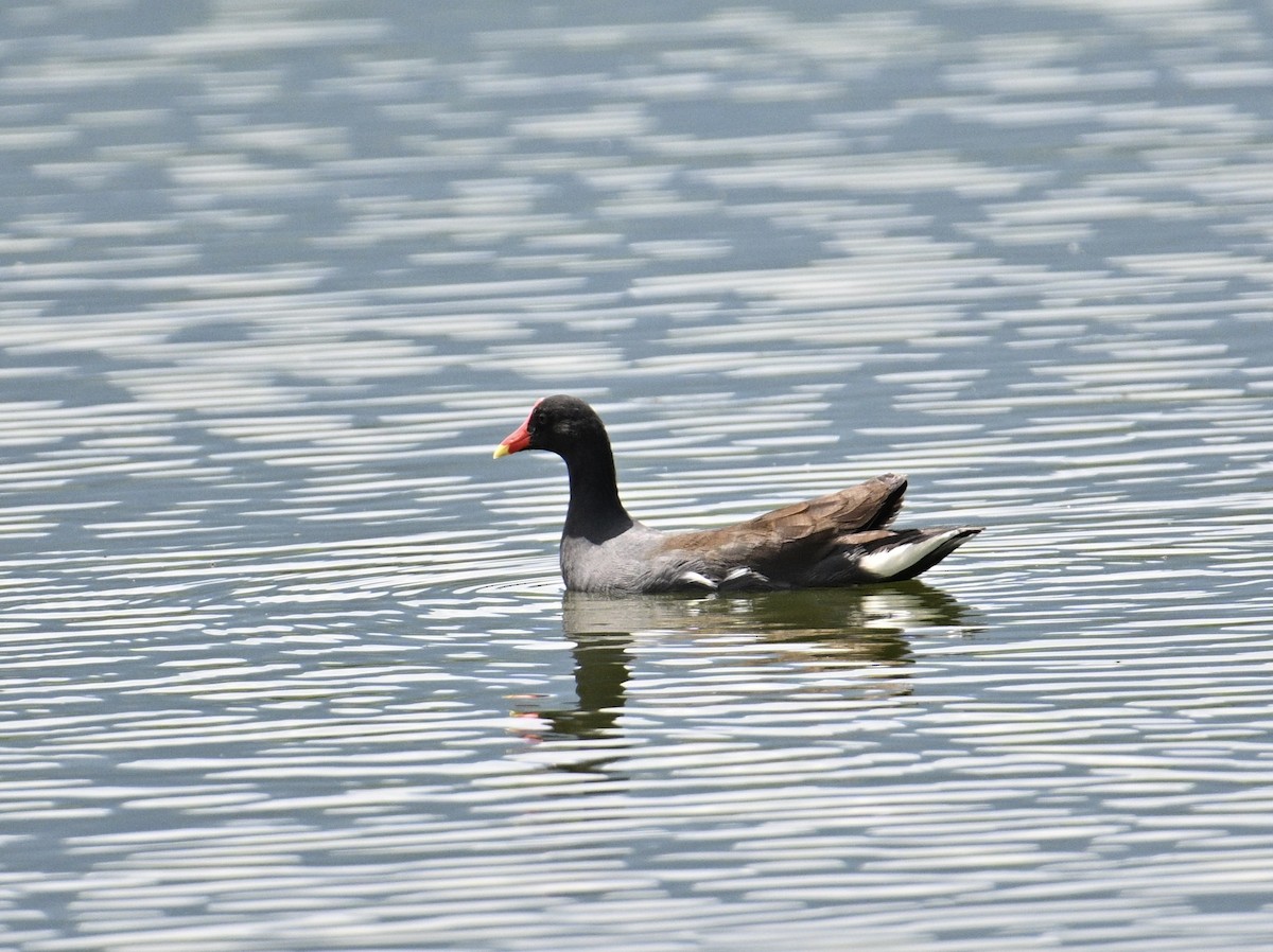 slípka americká - ML645918114