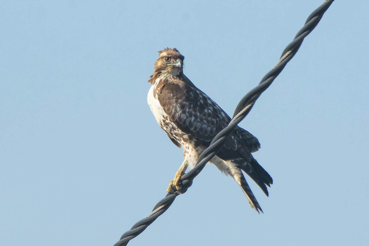 Poiana codarossa - ML645918117