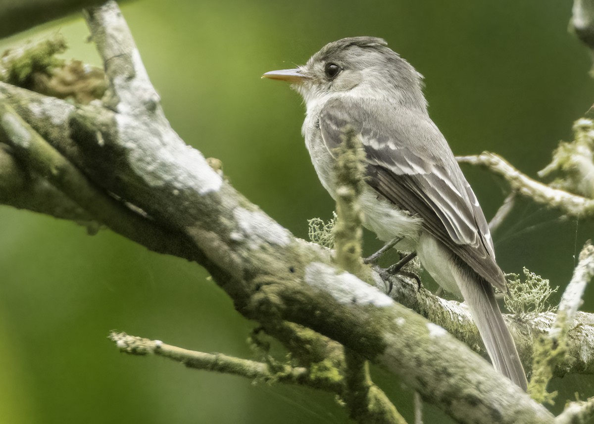 Tumbes Pewee - ML645918118