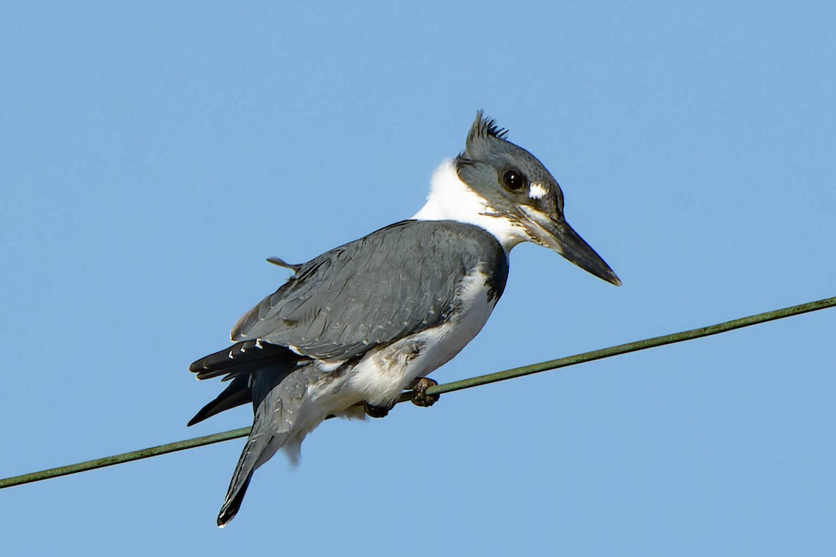 Belted Kingfisher - ML645918119