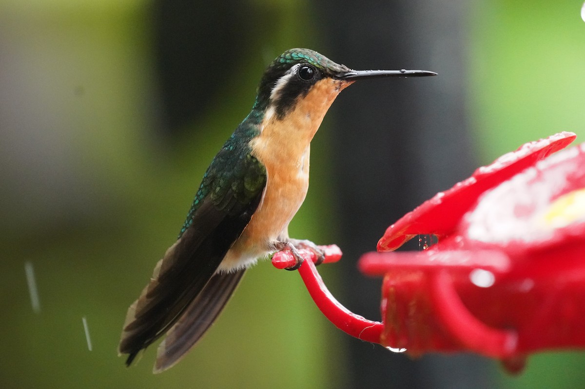 Purple-throated Mountain-gem - ML645918120