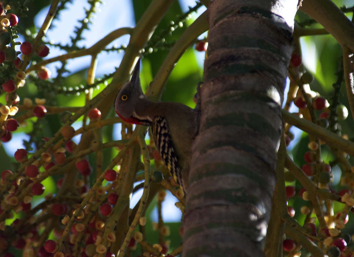 Hispaniolan Woodpecker - ML645918122