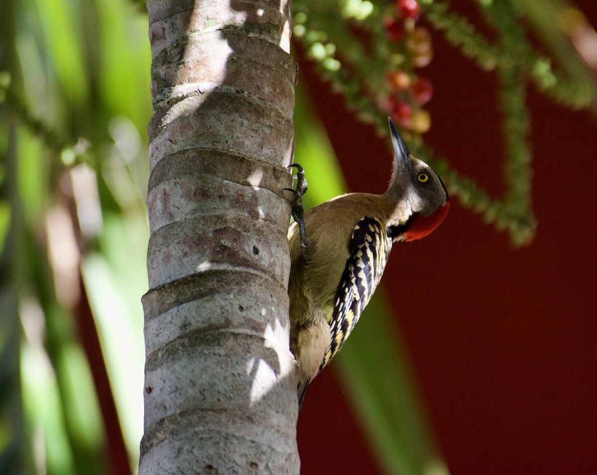 Hispaniolan Woodpecker - ML645918123