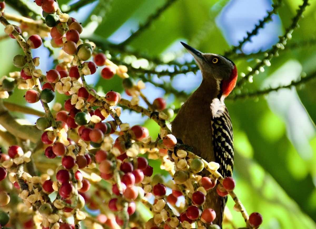 datel hispaniolský - ML645918124