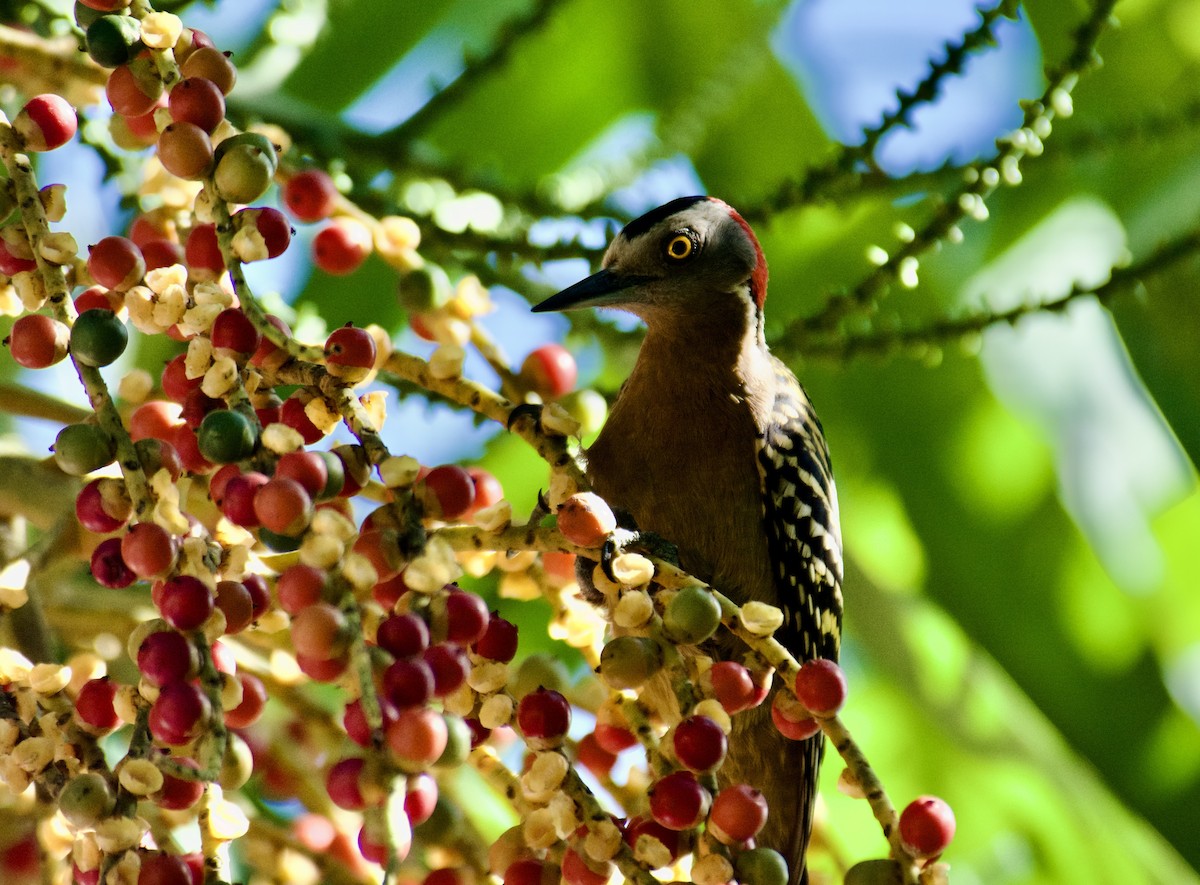 datel hispaniolský - ML645918126