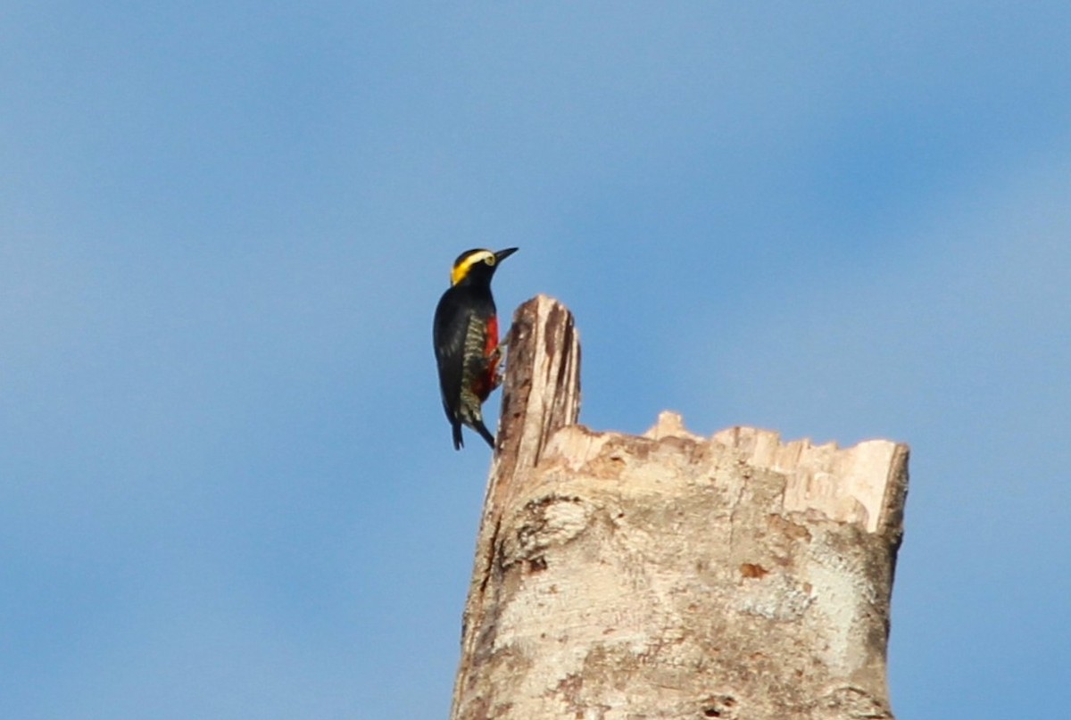 Yellow-tufted Woodpecker - ML645918127