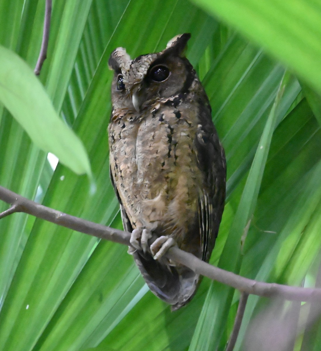 Ожереловая совка - ML645918128