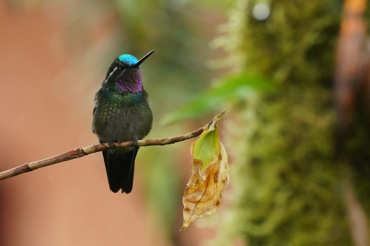Purple-throated Mountain-gem - ML645918130