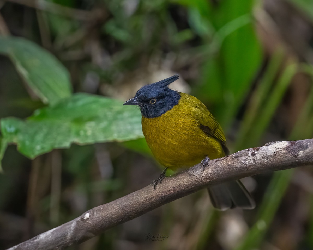 Black-crested Bulbul - ML645918133