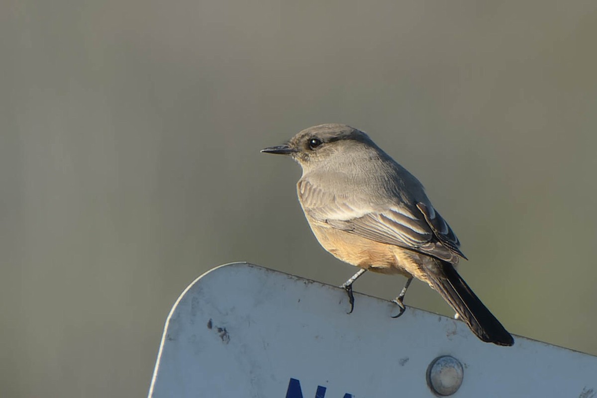 Say's Phoebe - ML645918136