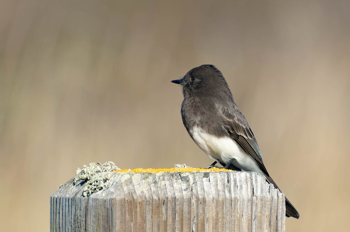 Black Phoebe - ML645918137