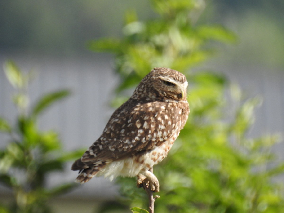 Burrowing Owl - ML645918138