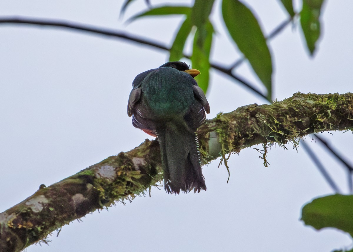 Collared Trogon - ML645918139