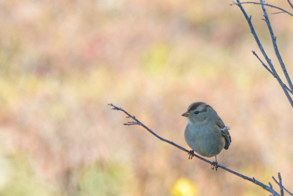 גיבתונית לבנת-כיפה - ML645918140