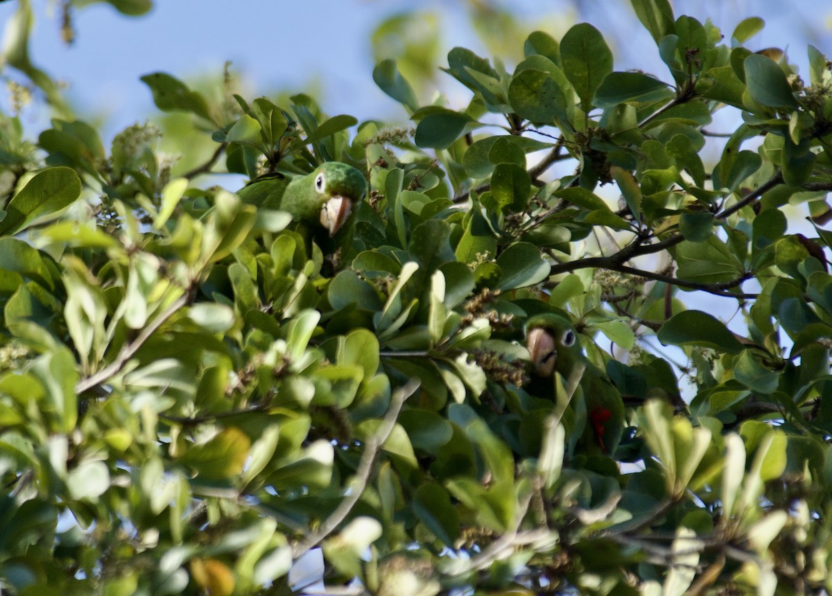 aratinga hispaniolský - ML645918141