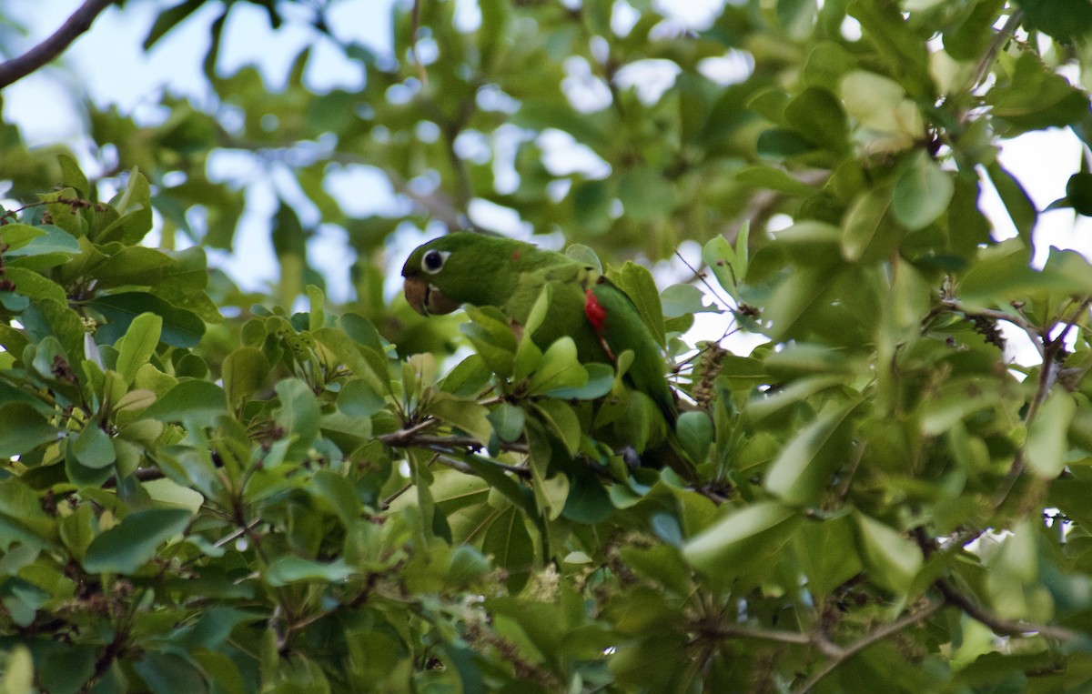 aratinga hispaniolský - ML645918142