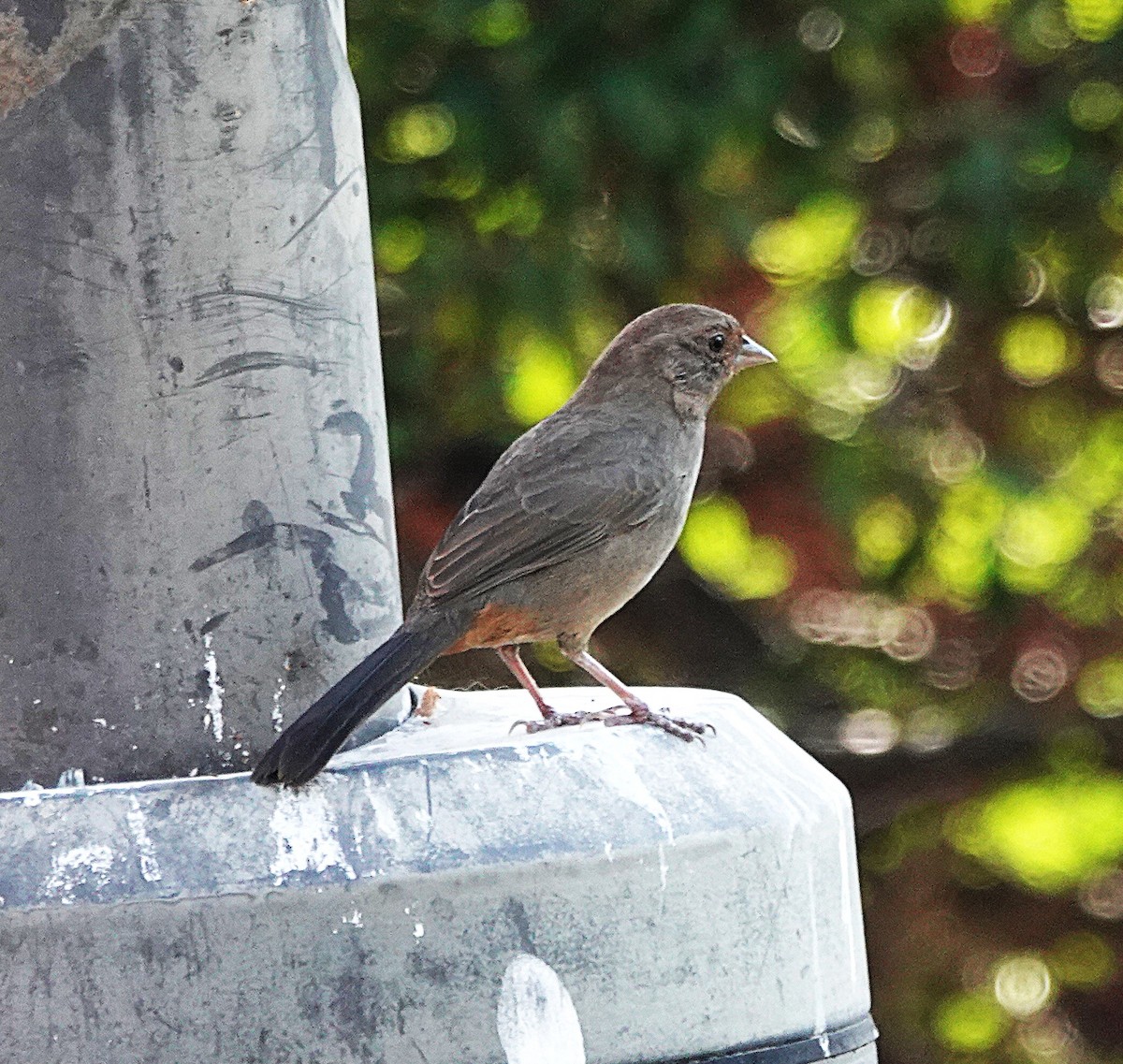 California Towhee - ML645918143