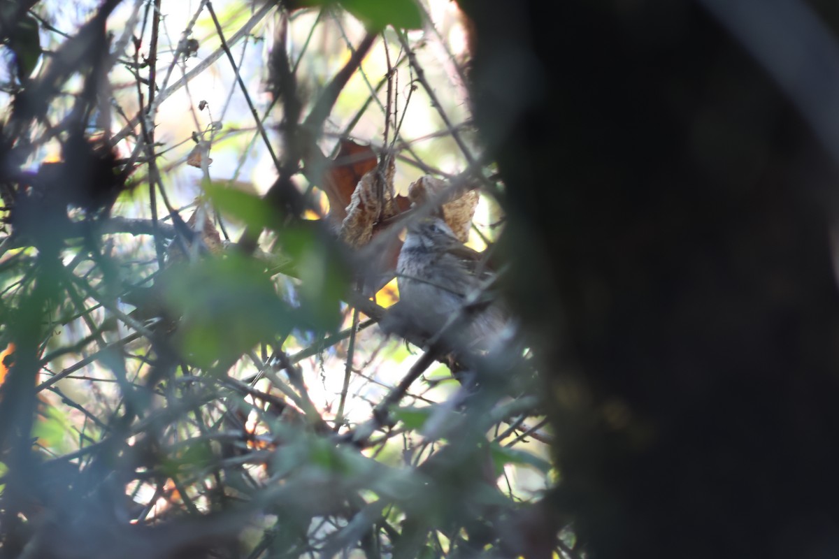 גיבתונית לבנת-גרון - ML645918144