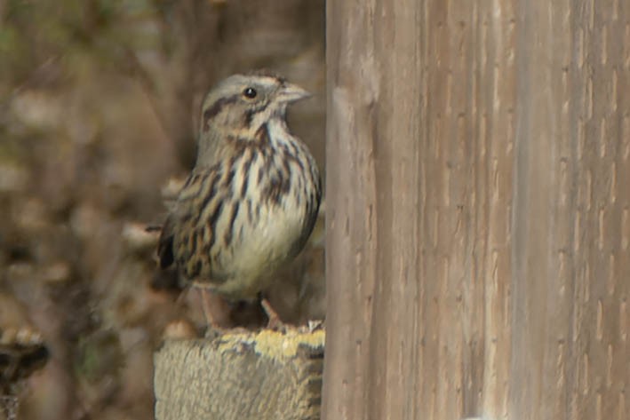 גיבתונית רוננת - ML645918145