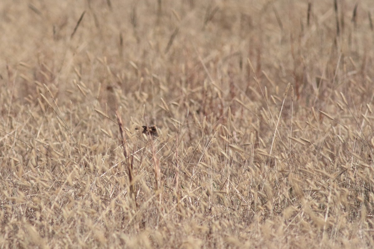 Ammospiza sp. - ML645918146