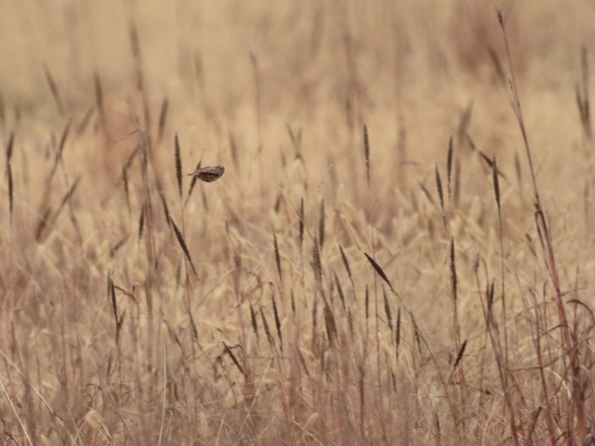 Ammospiza sp. - ML645918147