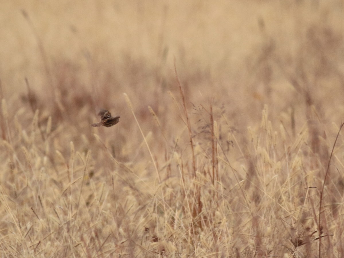 Ammospiza sp. - ML645918148